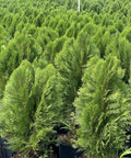 Arbovitae (Thuja Orientalis) - PlantologyUSA - 3 Gallon