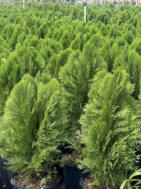 Arbovitae (Thuja Orientalis) - PlantologyUSA - 3 Gallon