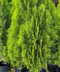 Arbovitae (Thuja Orientalis) - PlantologyUSA - 3 Gallon