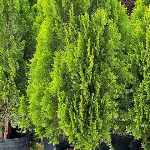 Arbovitae (Thuja Orientalis) - PlantologyUSA - 3 Gallon