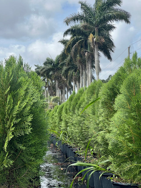 Arbovitae (Thuja Orientalis) - PlantologyUSA - 3 Gallon