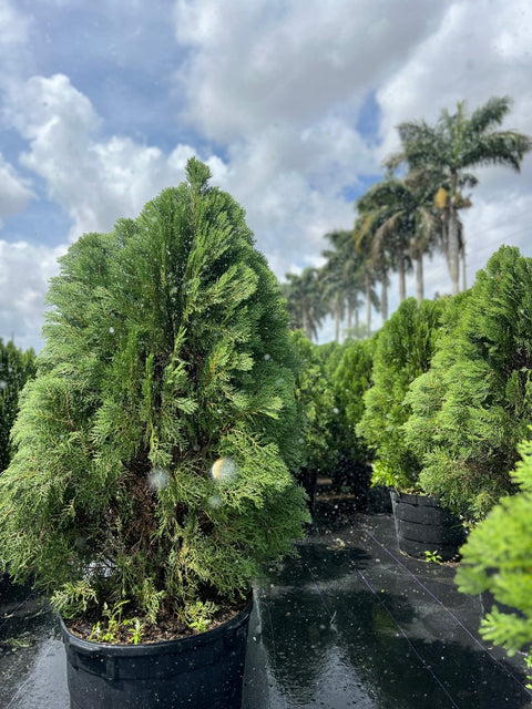 Arbovitae (Thuja Orientalis) - PlantologyUSA - 3 Gallon