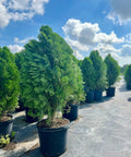 Arbovitae (Thuja Orientalis) - PlantologyUSA - 3 Gallon