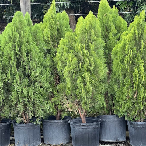 Arbovitae (Thuja Orientalis) - PlantologyUSA - 5 Gallon