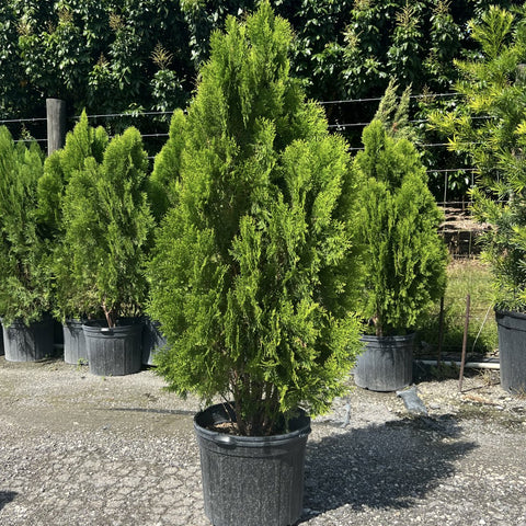 Arbovitae (Thuja Orientalis) - PlantologyUSA - 5 Gallon