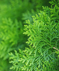 Arbovitae (Thuja Orientalis) - PlantologyUSA - 5 Gallon