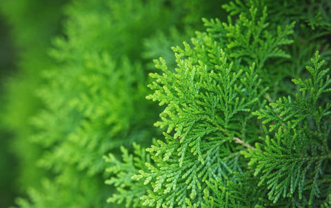Arbovitae (Thuja Orientalis) - PlantologyUSA - 5 Gallon