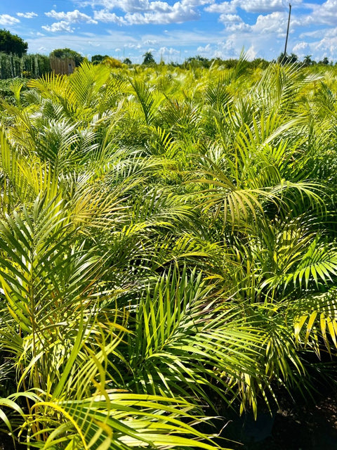 areca palm hut rates Areca Palm for Sale