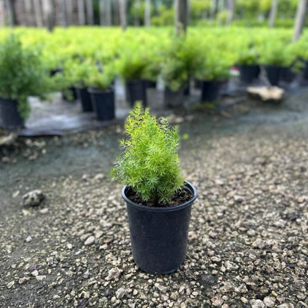 Asparagus Springerii (Asparagus densiflorus)