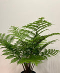 Australian Tree Fern - Bird of ParadiseUSA - 3 Gallon