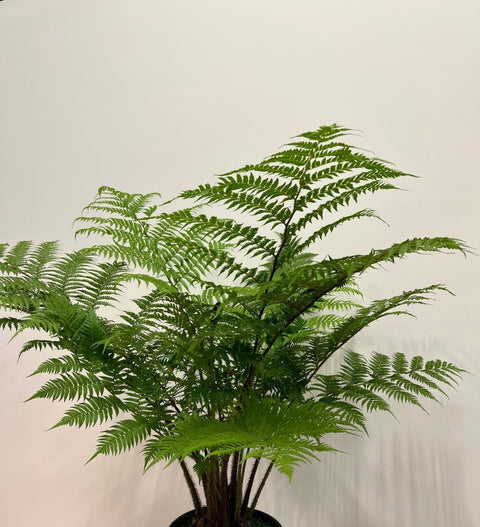 Australian Tree Fern - Bird of ParadiseUSA - 3 Gallon