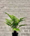 Australian Tree Fern - Bird of ParadiseUSA - 3 Gallon
