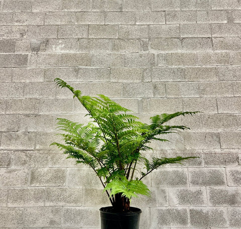 Australian Tree Fern - Bird of ParadiseUSA - 3 Gallon