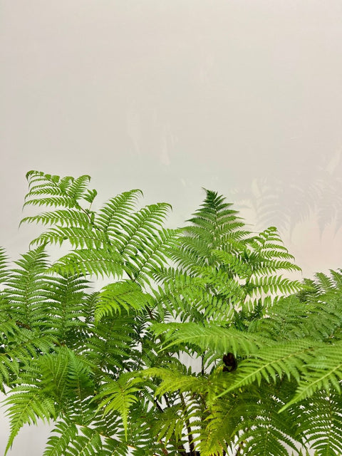 Australian Tree Fern - Bird of ParadiseUSA - 3 Gallon
