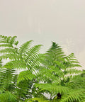 Australian Tree Fern - Bird of ParadiseUSA - 3 Gallon