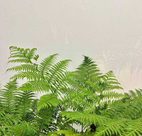 Australian Tree Fern - Bird of ParadiseUSA - 3 Gallon