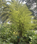 Australian Tree Fern - Bird of ParadiseUSA - 3 Gallon