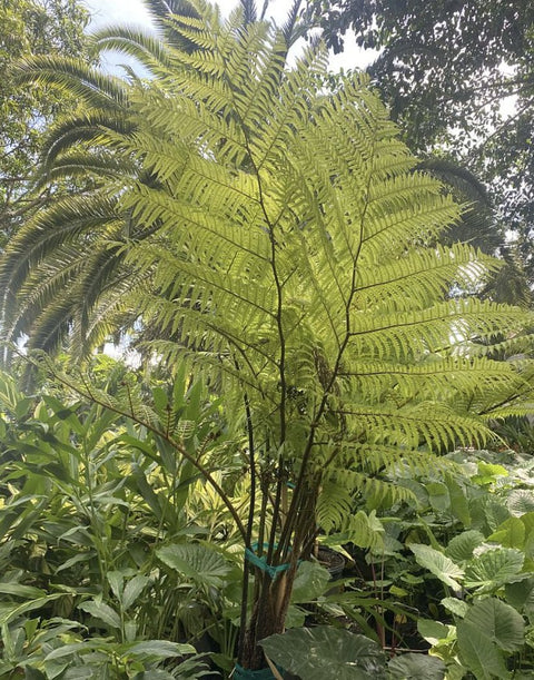 Australian Tree Fern - Bird of ParadiseUSA - 3 Gallon