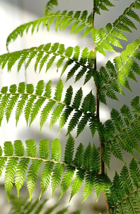 Australian Tree Fern - Bird of ParadiseUSA - 3 Gallon
