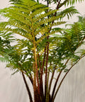 Australian Tree Fern - Bird of ParadiseUSA - 3 Gallon