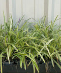 Azteca Grass Liriope Muscari 'Variegata' (Ophiopogon intermedius) - Bird of ParadiseUSA - Medium