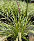 Azteca Grass Liriope Muscari 'Variegata' (Ophiopogon intermedius) - Bird of ParadiseUSA - Small