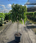 Banana - leaf Ficus – Ficus ‘Alii’ (Ficus maclellandii ‘Alii’) - Bird of Paradise USA - 5 Gallon