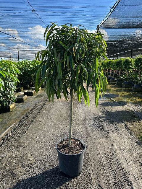 Banana - leaf Ficus – Ficus ‘Alii’ (Ficus maclellandii ‘Alii’) - Bird of Paradise USA - 5 Gallon