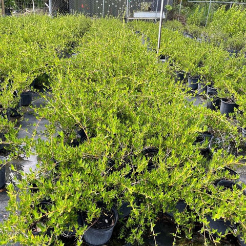 Beach Creeper (Ernodea littoralis) - Bird of ParadiseUSA - Small