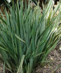 Becca Flax Lily (Dianella revoluta) - Bird of ParadiseUSA - Small 9-11"