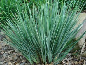 Becca Flax Lily (Dianella revoluta) - Bird of ParadiseUSA - Small 9-11"