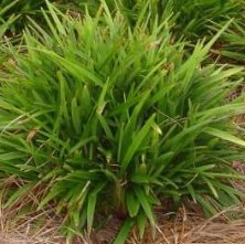 Becca Flax Lily (Dianella revoluta) - Bird of ParadiseUSA - Small 9-11"