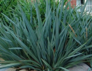 Becca Flax Lily (Dianella revoluta) - Bird of ParadiseUSA - Small 9-11"