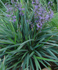 Becca Flax Lily (Dianella revoluta) - Bird of ParadiseUSA - Small 9-11"