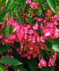 Begonia 'Angel Wing Pink' (Cane Begonia) - Bird of ParadiseUSA - 1-2 feet