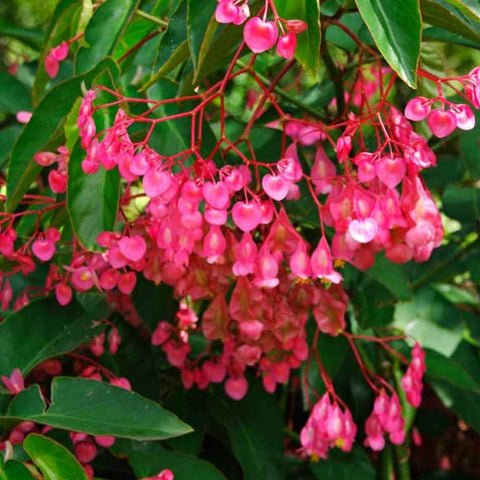 Begonia 'Angel Wing Pink' (Cane Begonia) - Bird of ParadiseUSA - 1-2 feet