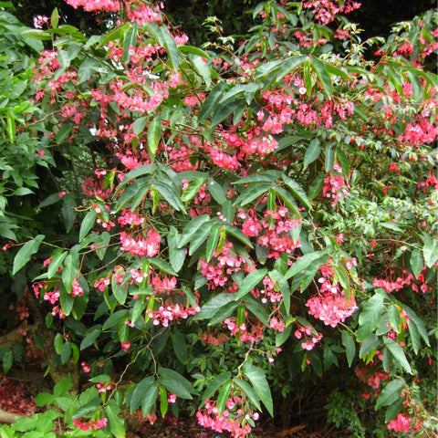Begonia 'Angel Wing Pink' (Cane Begonia) - Bird of ParadiseUSA - 1-2 feet