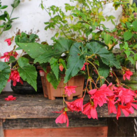Begonia 'Angel Wing Pink' (Cane Begonia) - Bird of ParadiseUSA - 1-2 feet