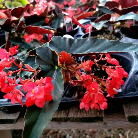 Begonia 'Torch Red' (Cane Begonia) - Bird of ParadiseUSA - 2-3.5 feet