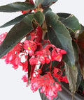 Begonia 'Torch Red' (Cane Begonia) - Bird of ParadiseUSA - 2-3.5 feet