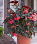 Begonia 'Torch Red' (Cane Begonia) - Bird of ParadiseUSA - 2-3.5 feet