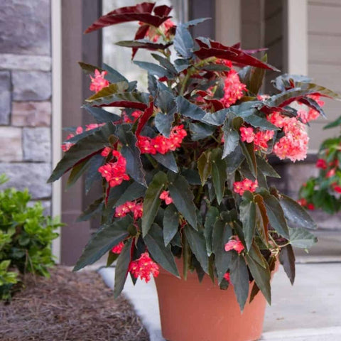 Begonia 'Torch Red' (Cane Begonia) - Bird of ParadiseUSA - 2-3.5 feet