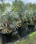 Bismark Palm (Bismarckia nobilis) - Bird of ParadiseUSA - 15 Gallon