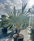 Bismark Palm (Bismarckia nobilis) - Bird of ParadiseUSA - 2-4 Feet