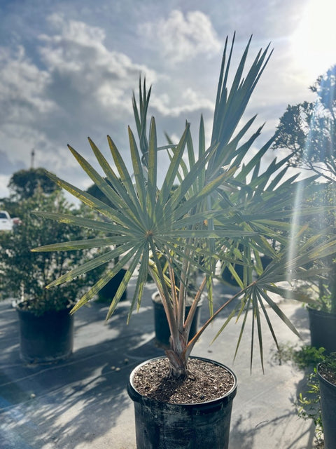 Bismark Palm (Bismarckia nobilis) - Bird of ParadiseUSA - 2-4 Feet