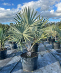 Bismark Palm (Bismarckia nobilis) - Bird of ParadiseUSA - 25 Gallon