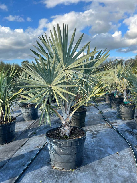 Bismark Palm (Bismarckia nobilis) - Bird of ParadiseUSA - 25 Gallon