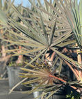 Bismark Palm (Bismarckia nobilis) - Bird of ParadiseUSA - 3 Gallon