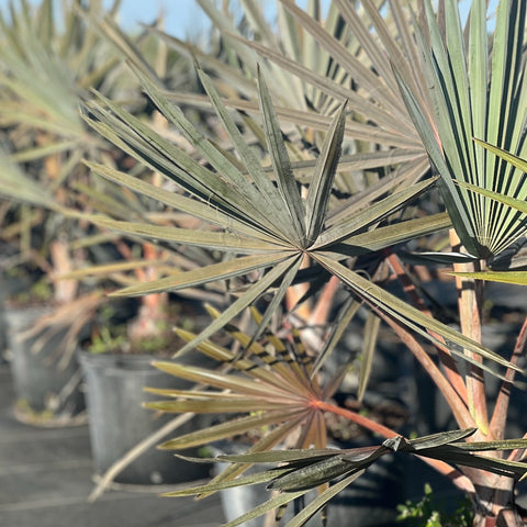 Bismark Palm (Bismarckia nobilis) - Bird of ParadiseUSA - 3 Gallon