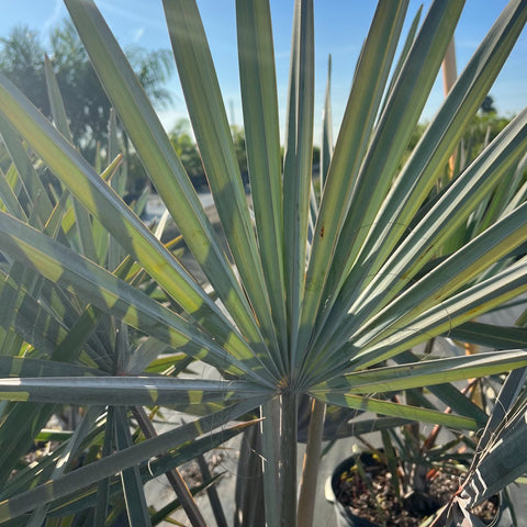 Bismark Palm (Bismarckia nobilis) - Bird of ParadiseUSA - 7 Gallon